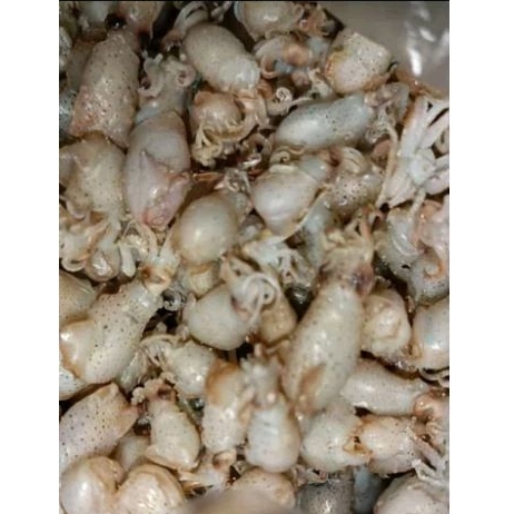 

reseller baby cumi dan teri