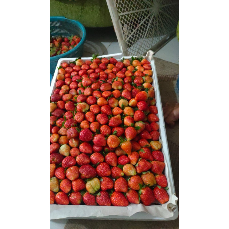 

Strawberry Grade Jumbo 5kg murah didepok