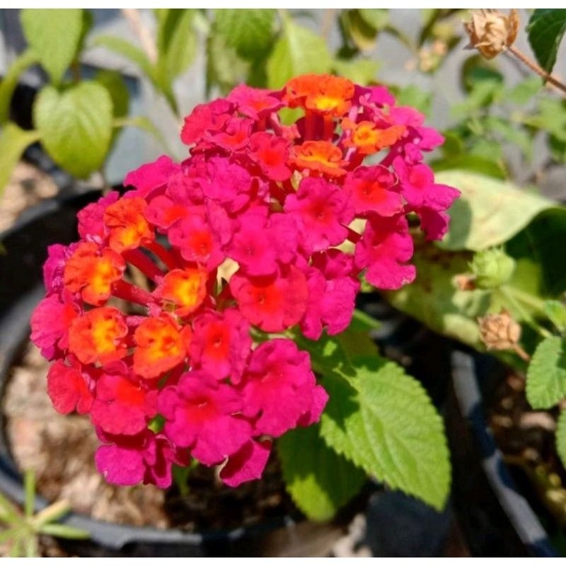Promo grosir murah tanaman hias lantana bunga red/merah cabe