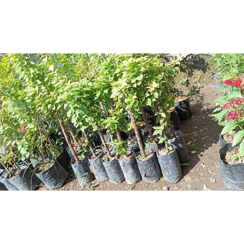 Bougenville Singapore Kuning Varigata Ori