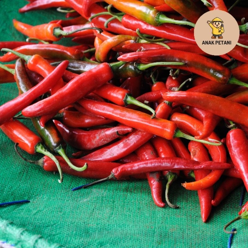 

Cabe Merah Besar - Sayur Segar