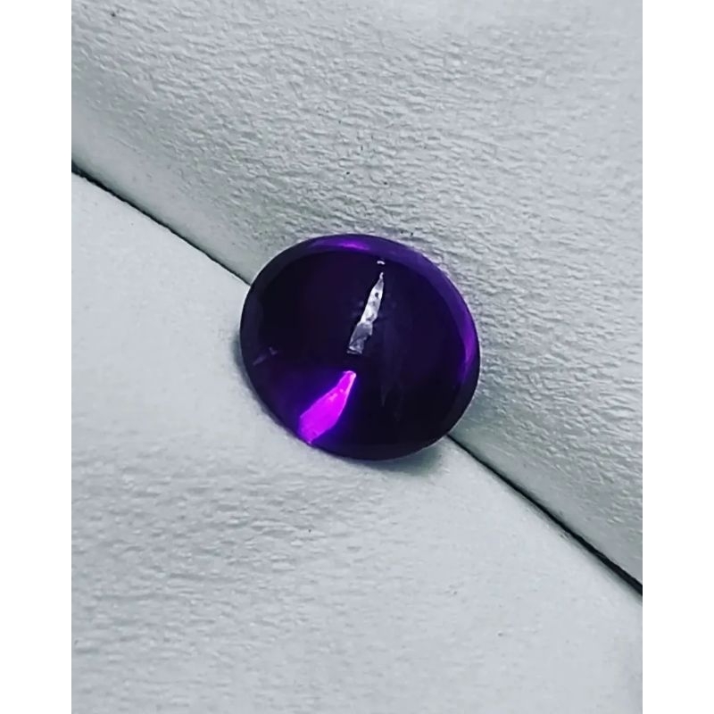 KECUBUNG UNGU ASLI KALIMANTAN