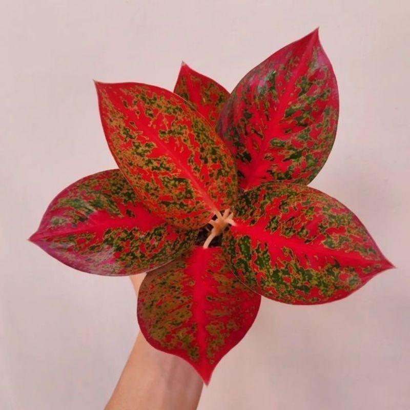 promo anakan aglonema Red Stardust