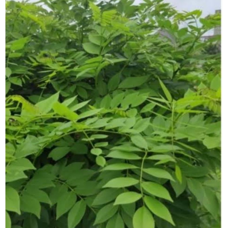 

DAUN GAMAL FRES ISI 100 gram