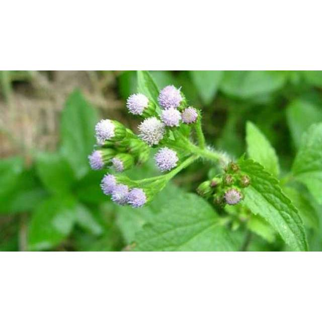 

daun babadotan / bandotan segar 500 gram siap petik non pestisida