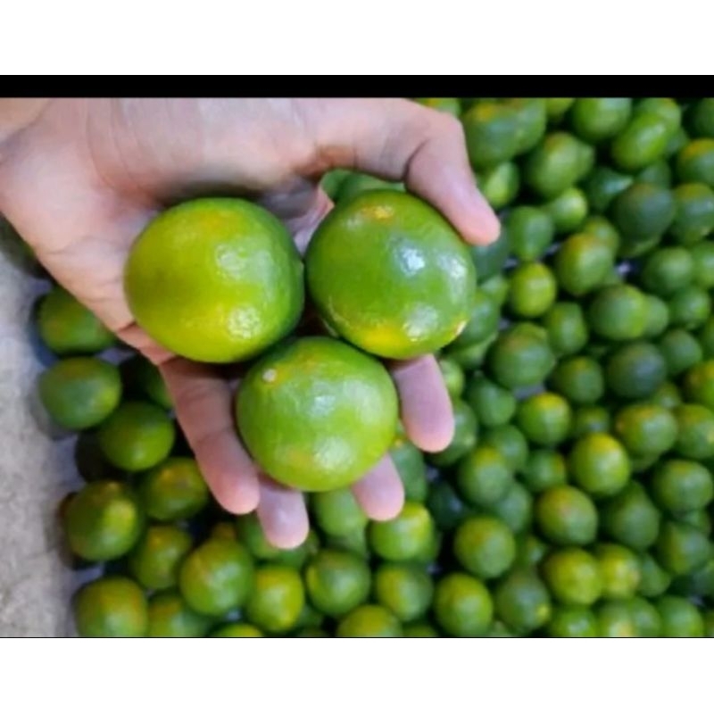 

Jeruk Nipis 1 kg