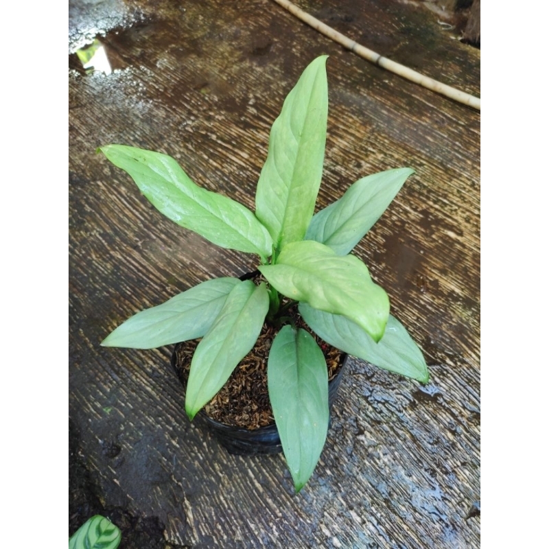 TANAMAN HIAS AGLONEMA DIVEN SILVER