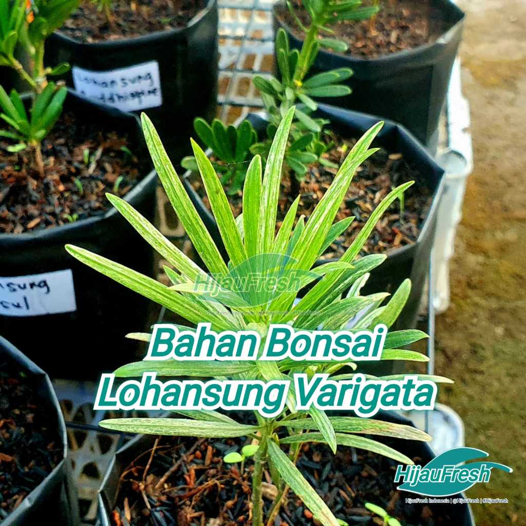 Lohansung Varigata Bahan Bonsai | HijauFresh | @HijauFresh | #HijauFresh