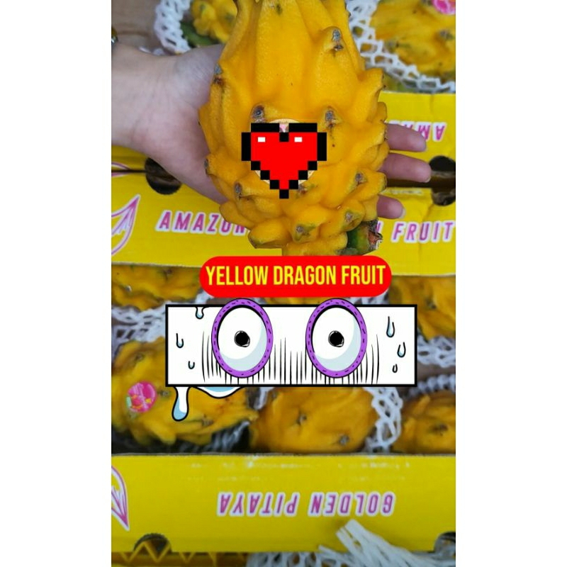 

naga kuning ekuator 2,3kg dus