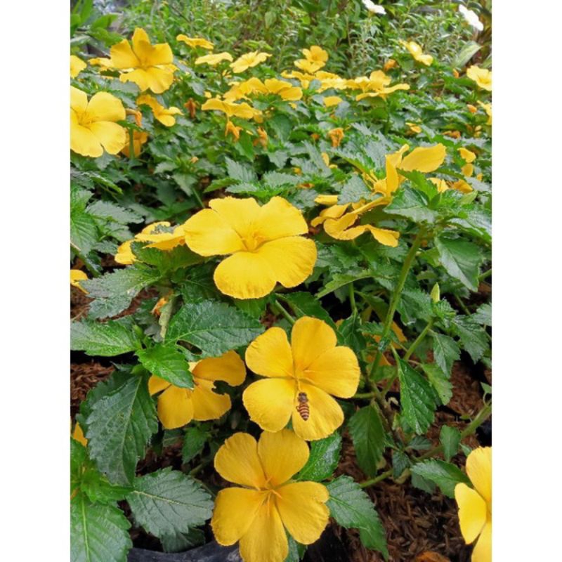 Tanaman Bunga Yolanda