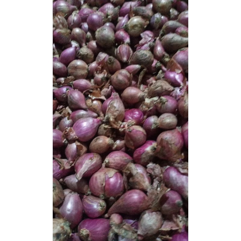

bawang merah garing