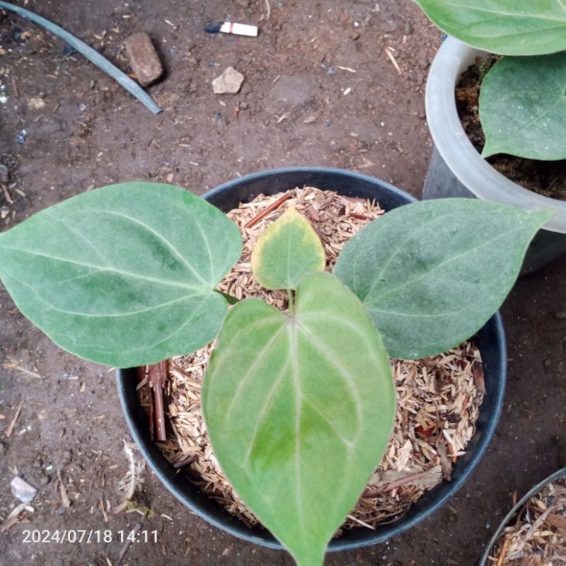 anthurium kuping gajah Hu
