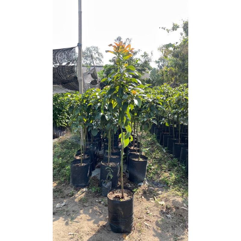 Bibit Tanaman Alpukat Red Vietnam tinggi 1 meter lebih