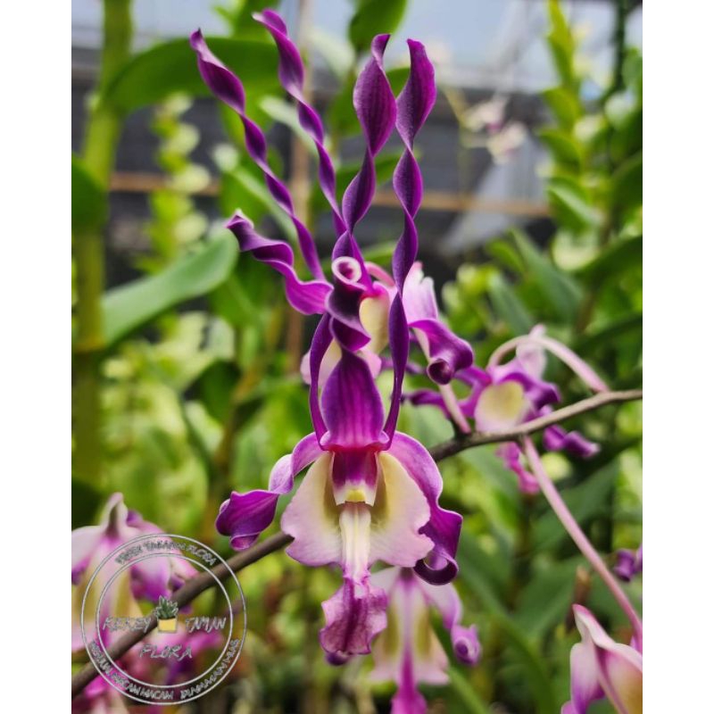 ( BISA COD ) Seedling Anggrek Dendrobium Darmin Nasution x Najib Rosmah - Tanaman Hias Bunga Anggrek