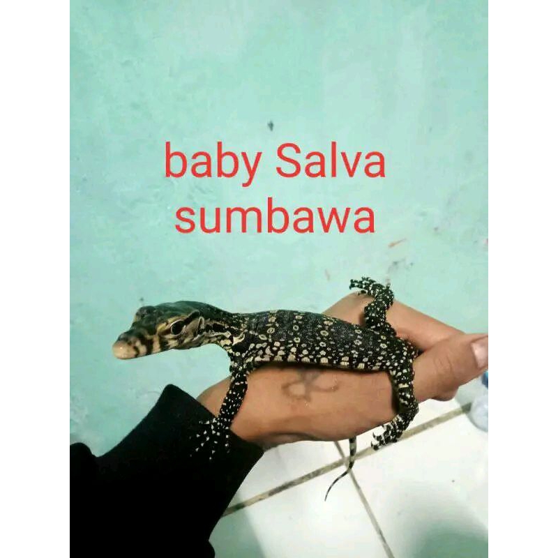 baby varanus sumbawa