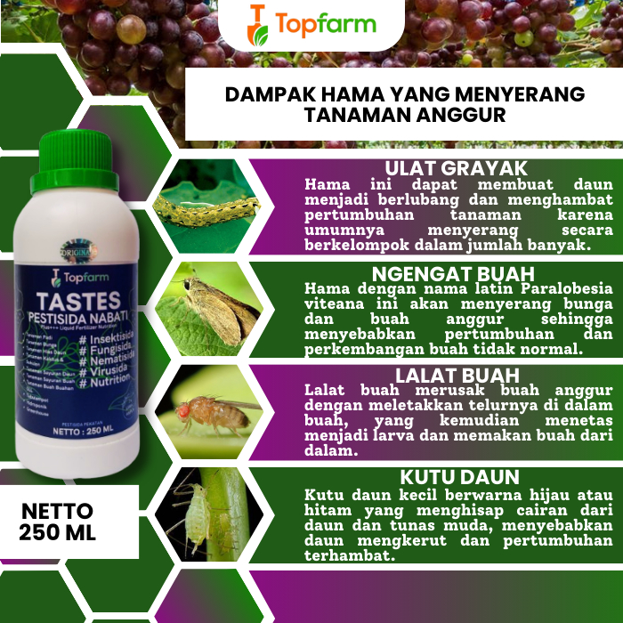 RK Obat Semprot Hama Pohon Anggur / Obat Hama Daun Anggur Kuning / Obat Hama Trip Daun Anggur / Obat