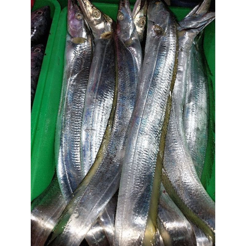 

ikan Layur Segar Fresh - 1 Kilogram