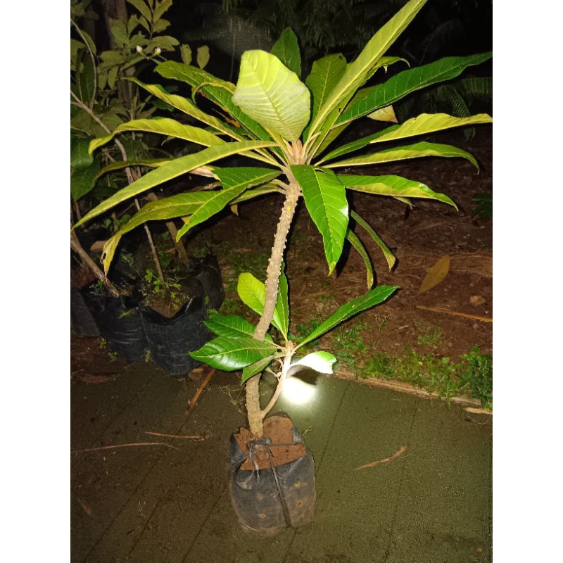 Mamey sapote tanpa biji