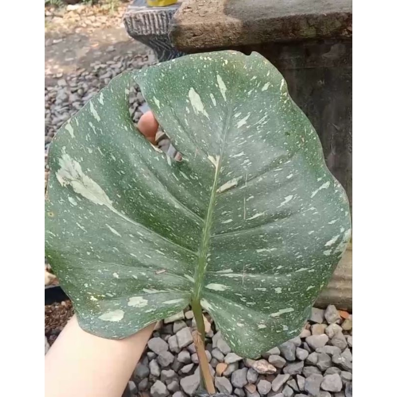 Tanaman monstera thailand