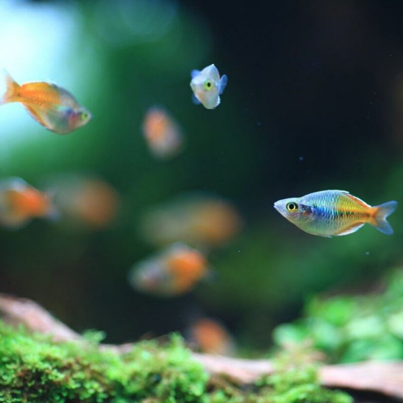 Rainbow Bosemani Short Body