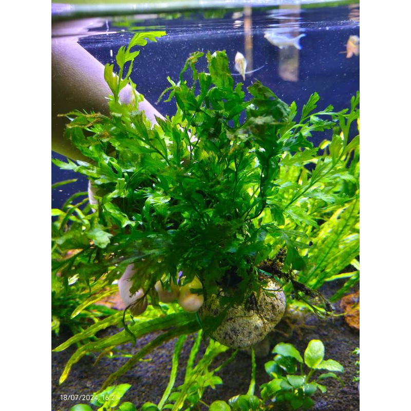 Bolbitis Heudoloti Tanaman Aquascape