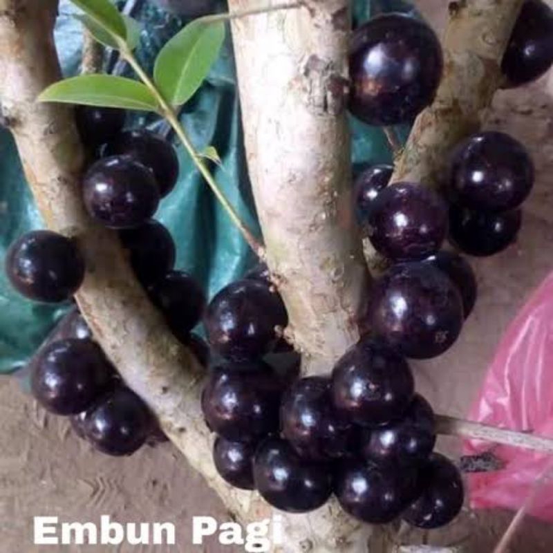 Anggur brazil siap berbuah