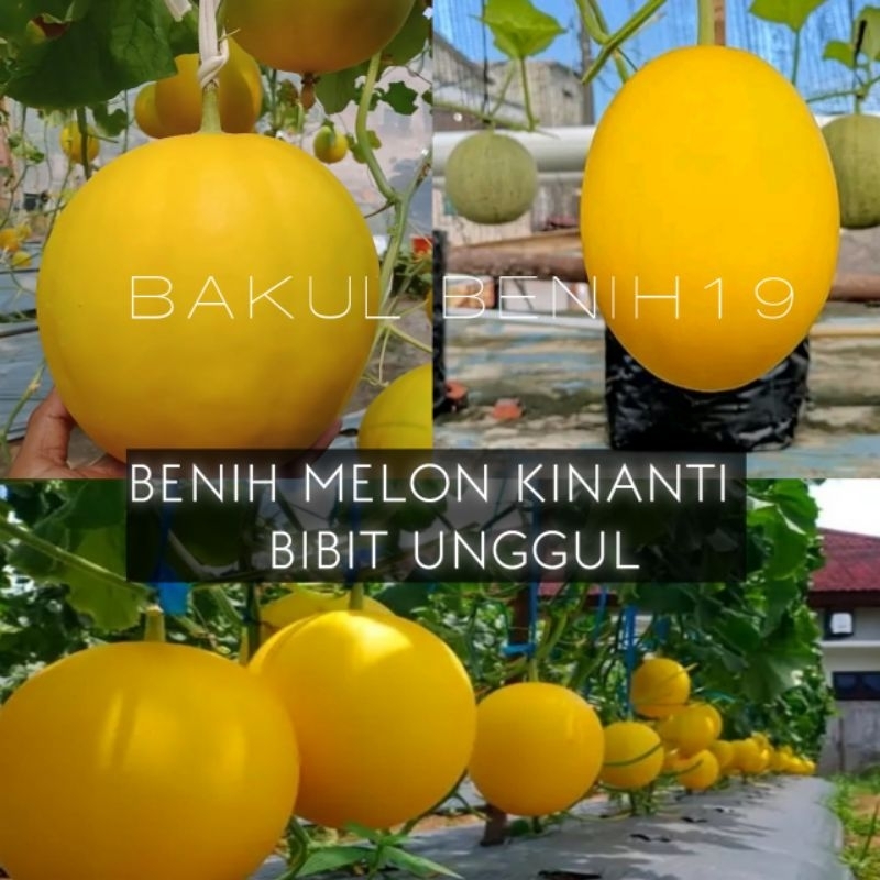 PROMO 100+ BENIH MELON GOLDEN KINANTI BIBIT UNGGUL
