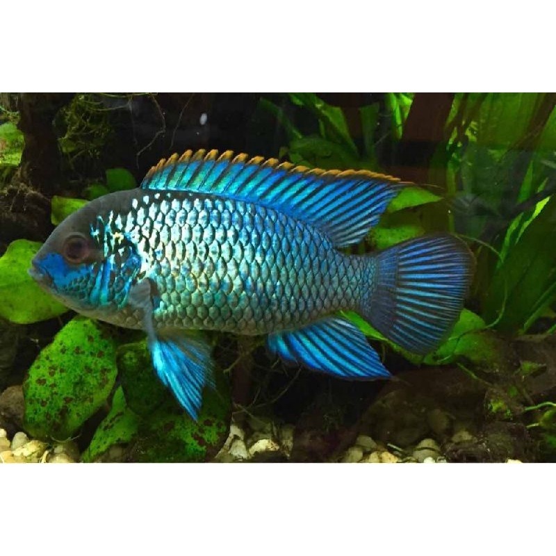 American Cichlid Blue Acara