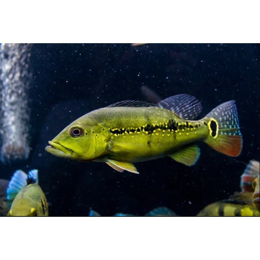 Hiasan Aquarium Pbass Xingu (Baca Deskripsi)