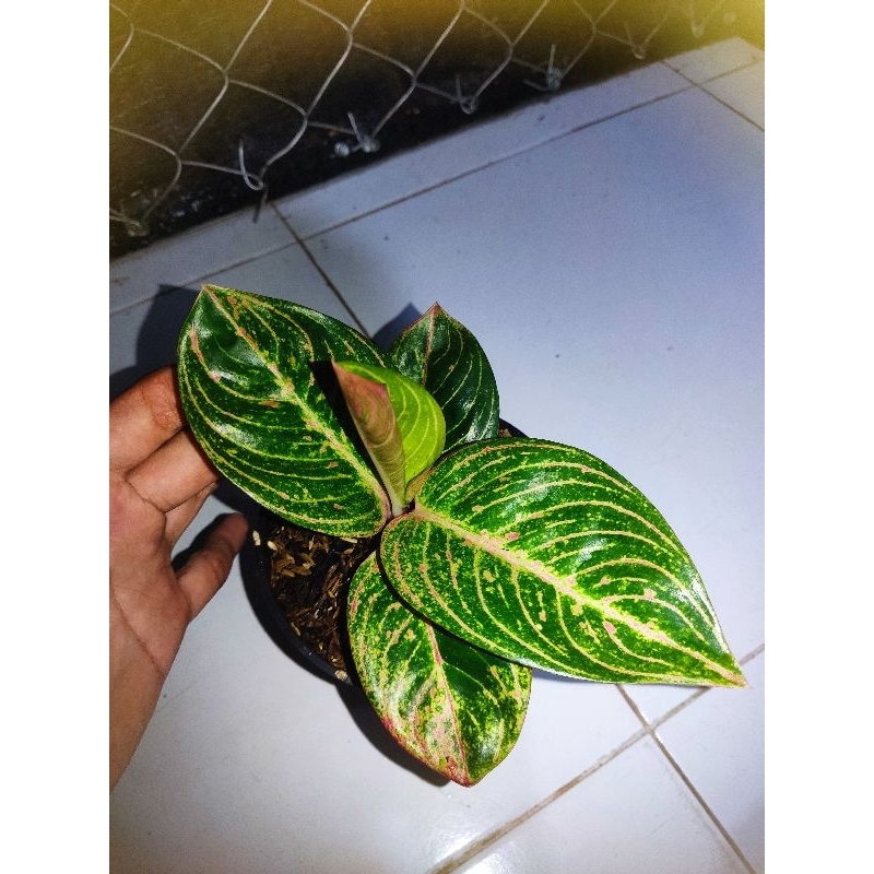 Aglonema asri merah tanian lokal