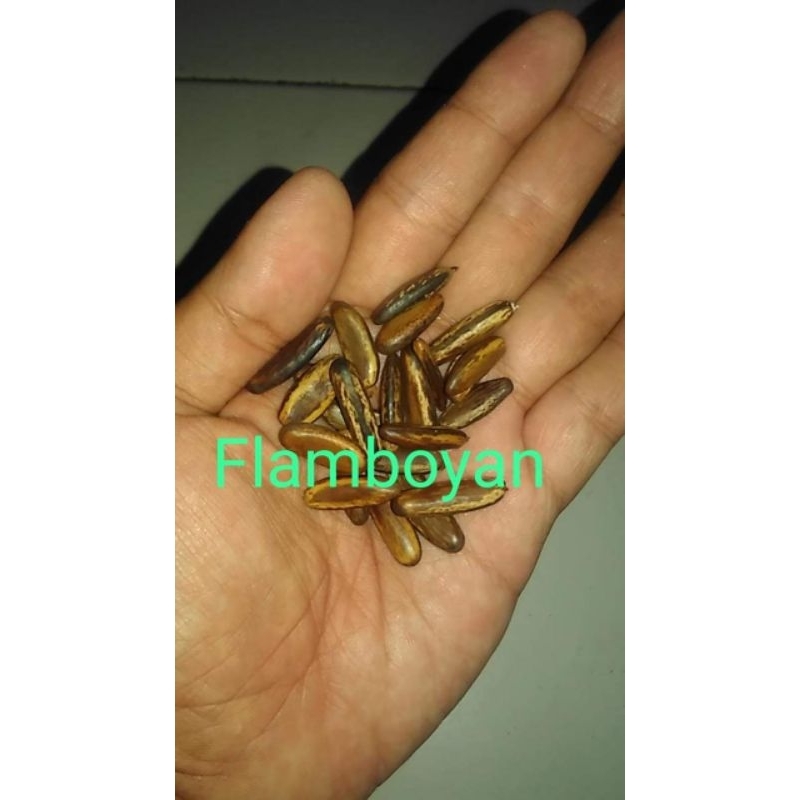 

⭐️⭐️⭐️⭐️⭐️ benih biji flamboyan 1 kg