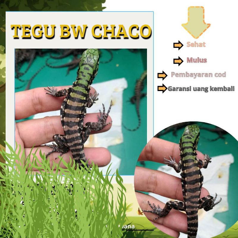 Tegu chaco baby / tegu Black White chaco