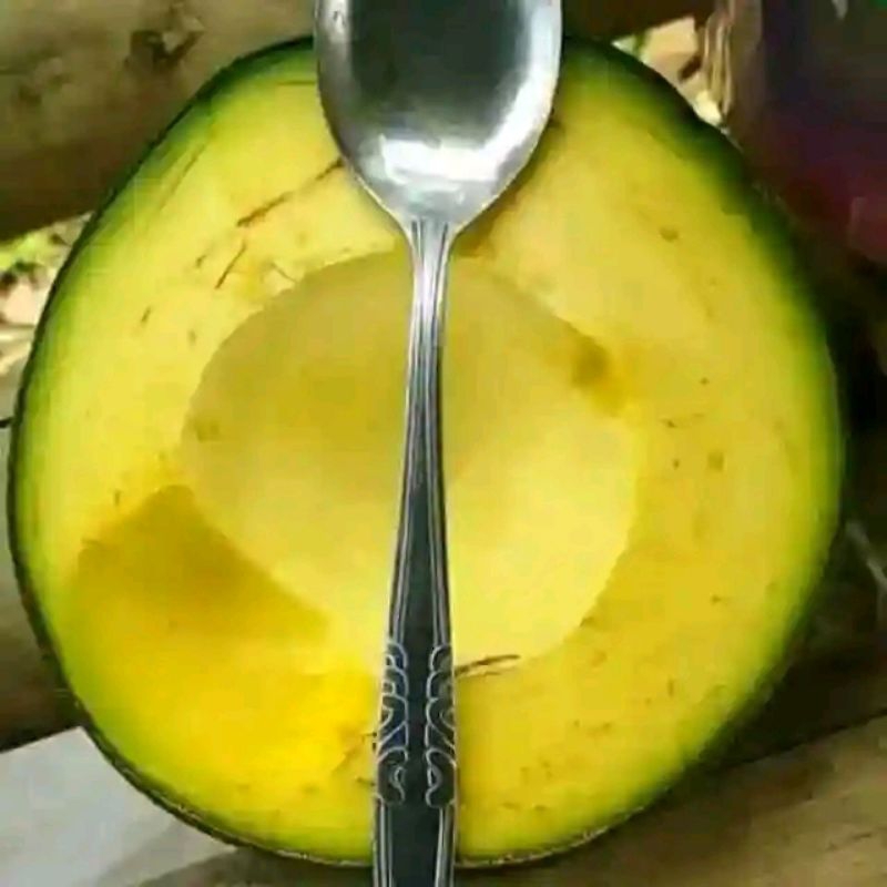 bibit alpukat markus buah jumbo(okulasi)