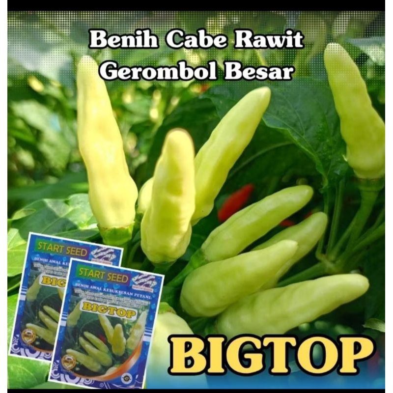 BENIH CABE RAWIT GEROMBOL SUPER BESAR PREMIUM BIGTOP