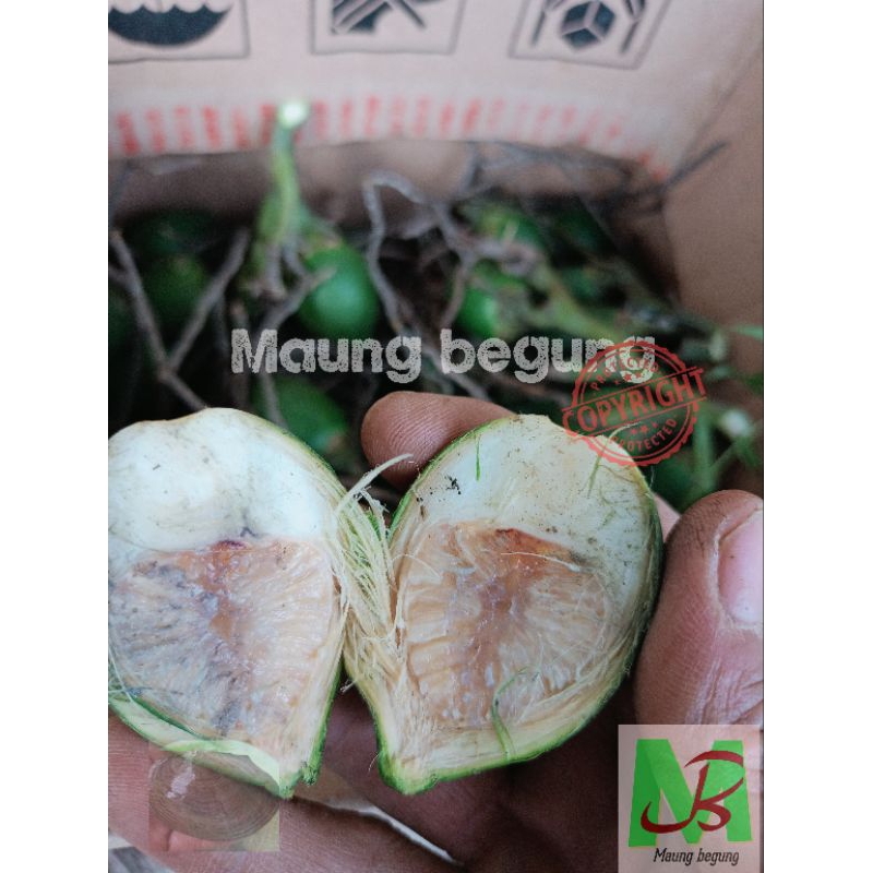 

Pinang muda 1 kg buah jambe herbal