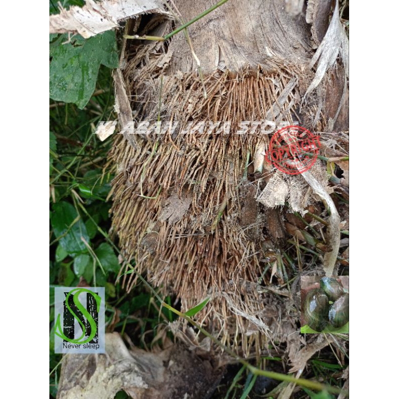 

Akar bambu 500 gram fresh