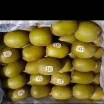 

Buah kiwi gold Zespri 500 gr