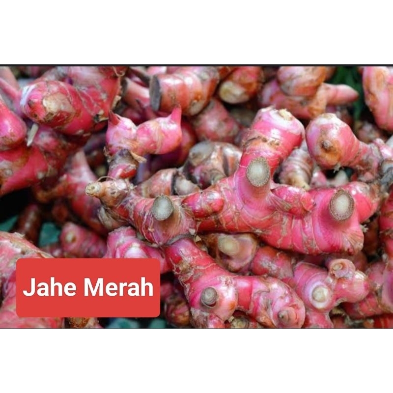 

Jahe Merah Segar per 250 Gram