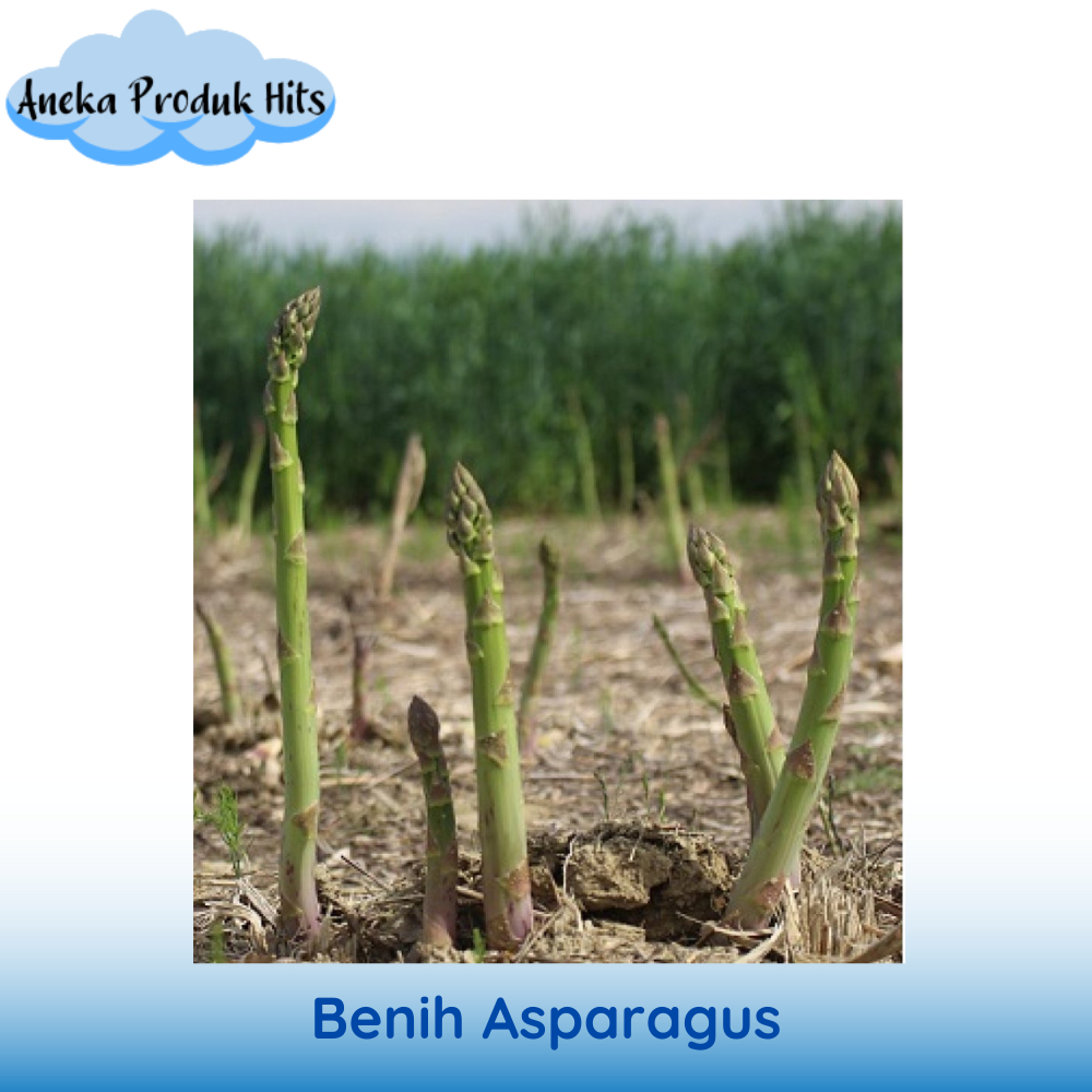 Benih Asparagus / Akar Parsi isi 2 biji.