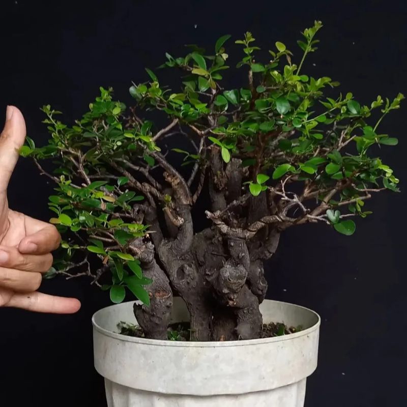 Bonsai Mustam grouping