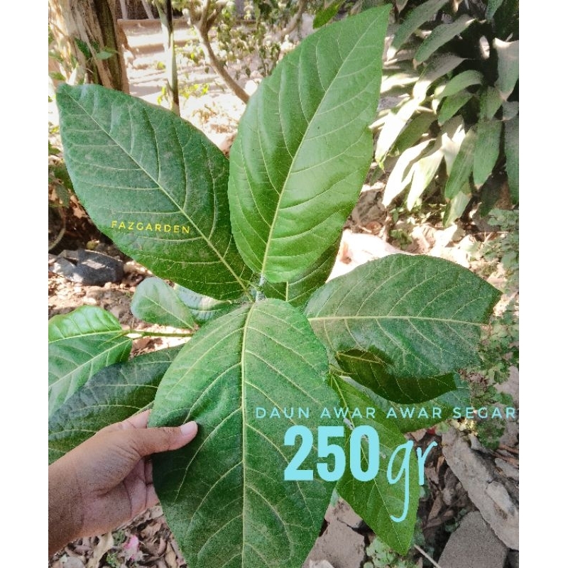 

FAZGARDEN --> (250gr) Daun Awar Awar Segar Organik. HERBAL