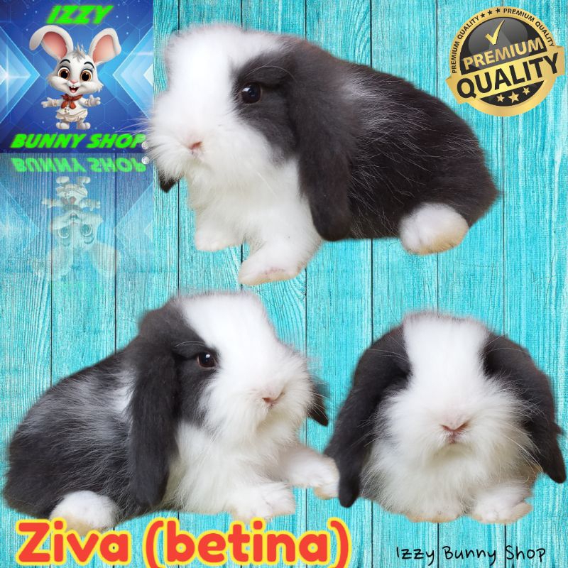 Sepasang Kelinci Fuzzy Lop IZZY BUNNY SHOP