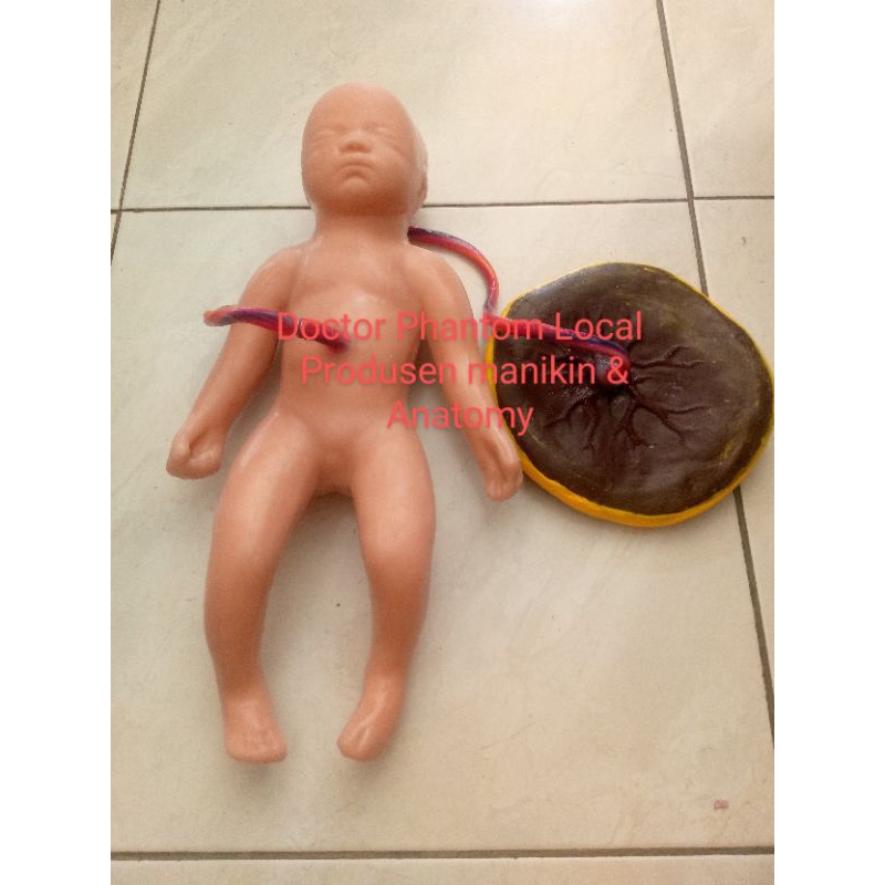 Phantom Bayi Plasenta Silicone Alat Peraga Tali Pusar | TERLARIS 