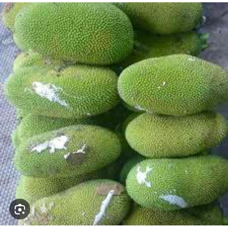 

Nangka Sayur Muda Ketewel Segar 1 Buah 1-2kg Baru Petik Termurah