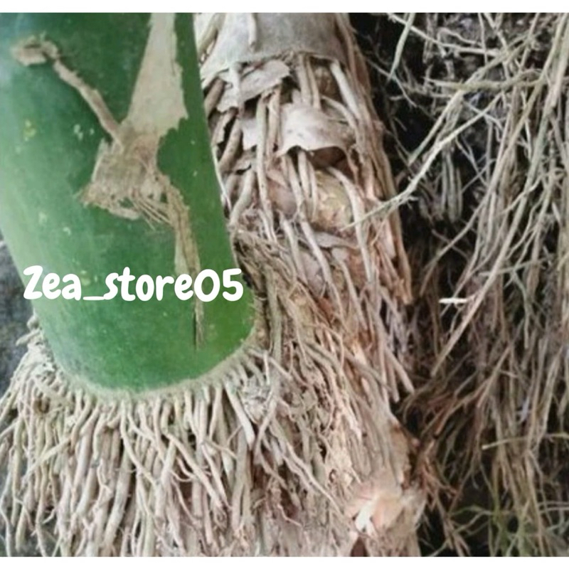 

termurah akar bambu segar 300gram