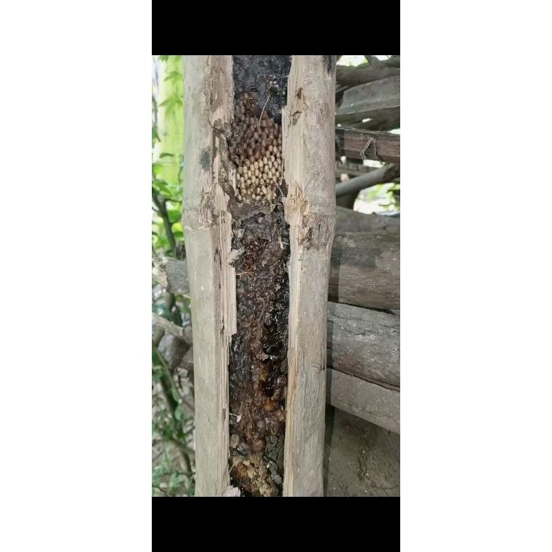 

MADU MURNI ALAM APIS TRIGONA/KLANCENG