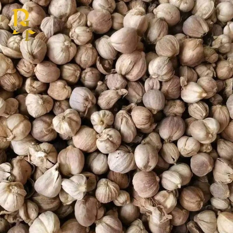 

Kapulaga Premium 1kg KAPOL JAWA