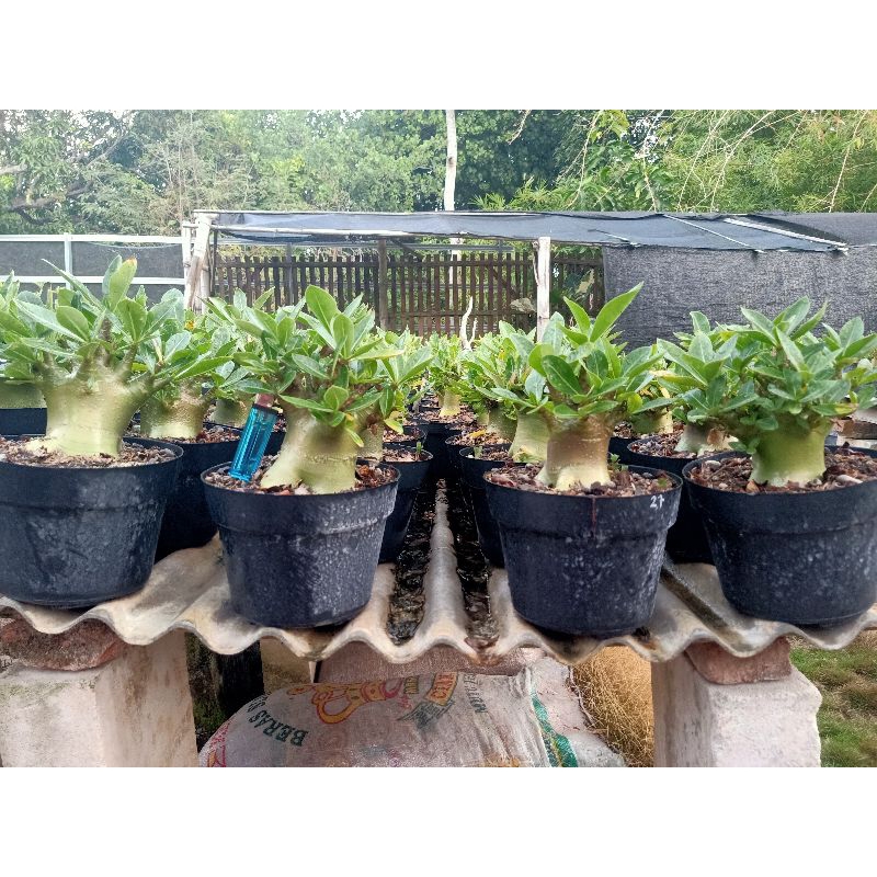 Bibit Adenium Godji x Khokan