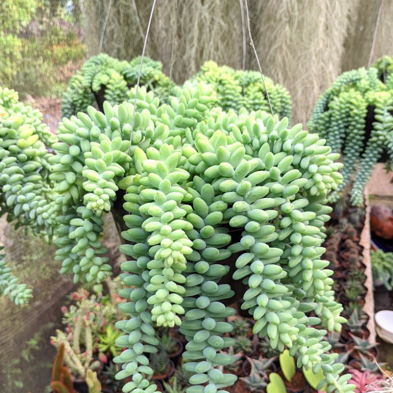 Tanaman Hias Gantung Kaktus Anggur Sukulen Bunga Hidup Tahan Panas Air Mata Ibu Donkey Tail