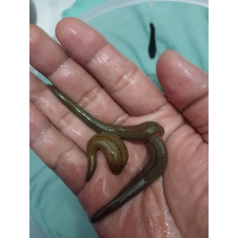 LINTAH TERAPI Sterill ukuran SEDANG BESAR